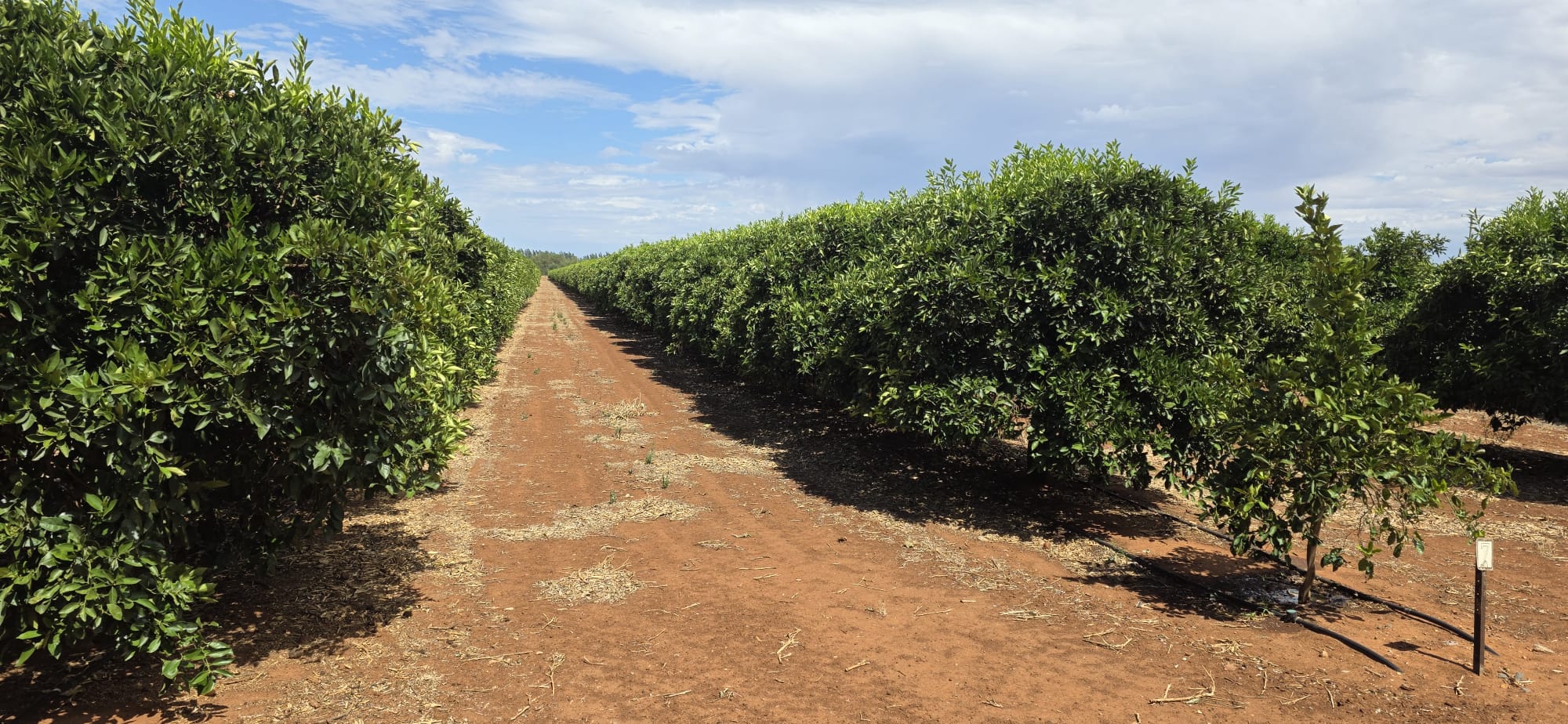 Chugha Family Farm orchard laneway