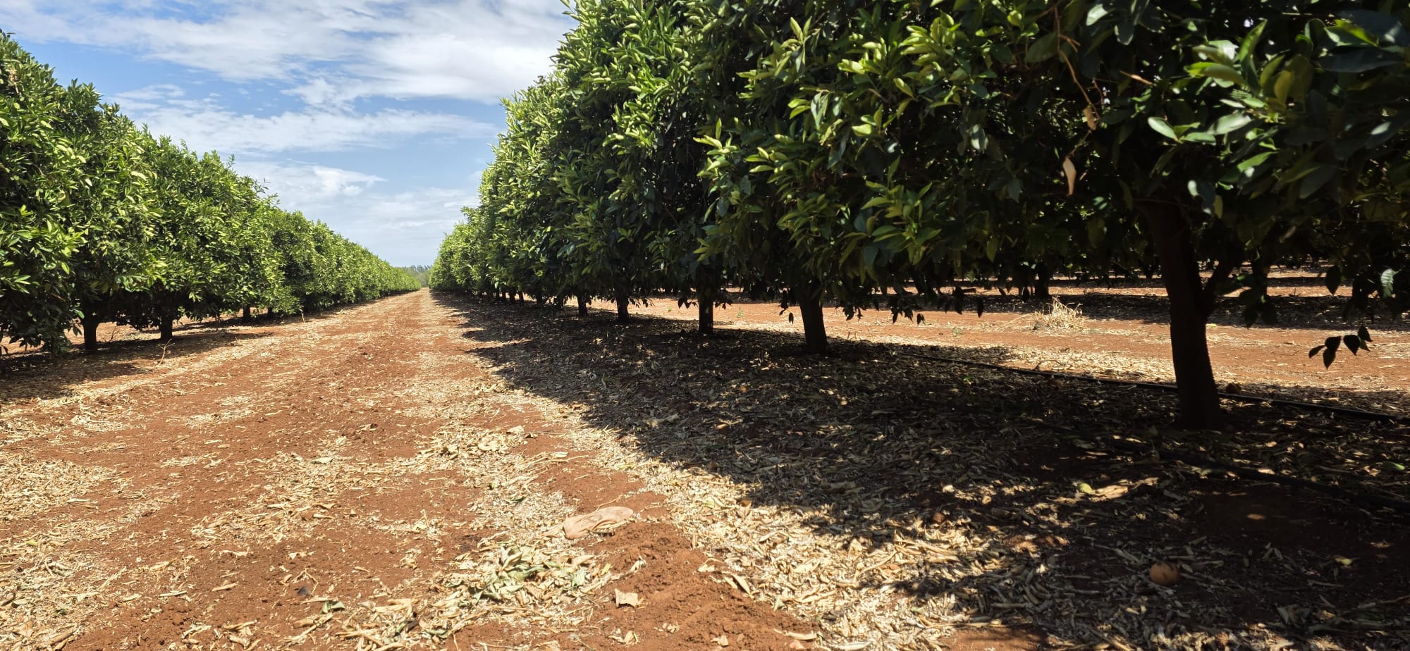Chugha Family Farm citrus orchard rows