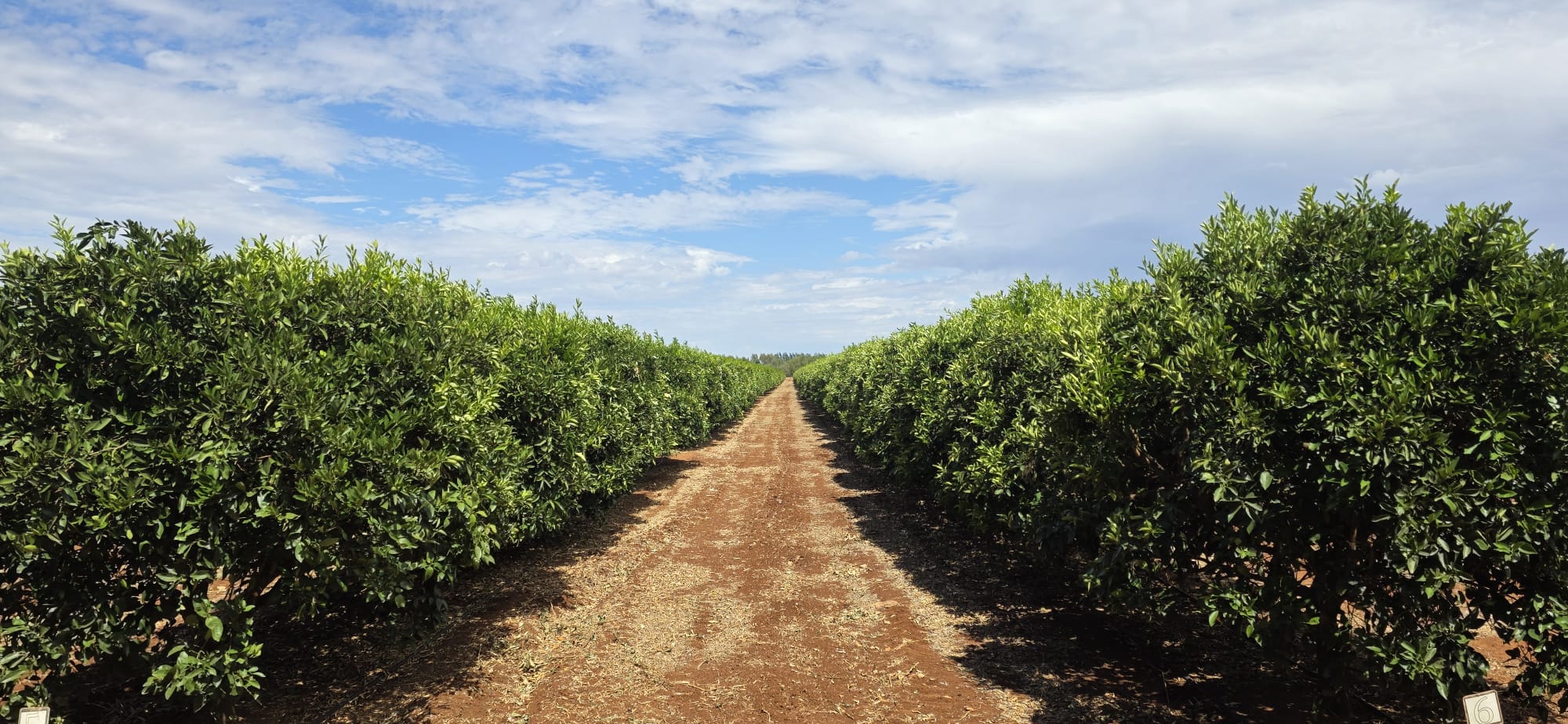 Chugha Family Farm orchard under blue sky